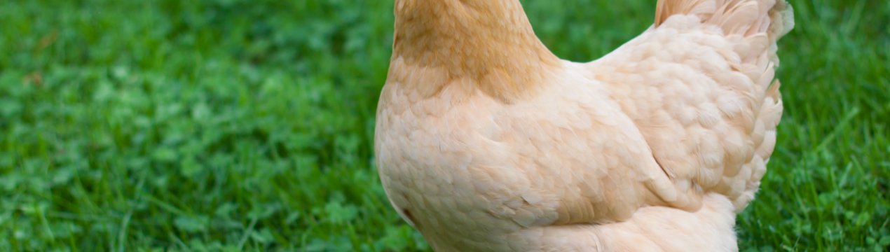 Кіровоградська птахофабрика продавала фермерам відходи, порушуючи закон