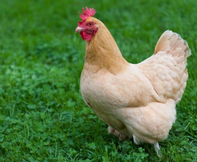 Кіровоградська птахофабрика продавала фермерам відходи, порушуючи закон