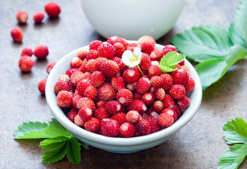 Українські переробники компенсують дефіцит місцевої полуниці імпортним продуктом Українські переробники компенсують дефіцит місцевої полуниці імпортним продуктом