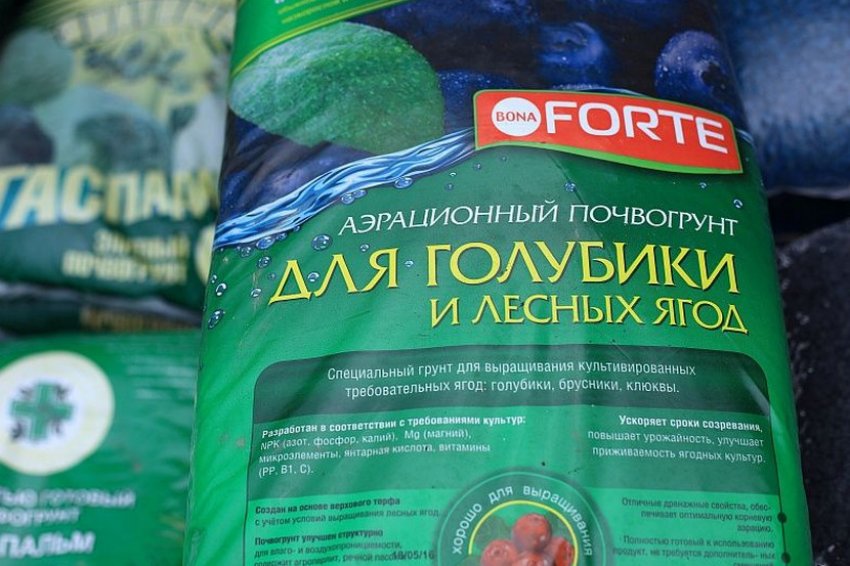 Посадковий матеріал для лохини