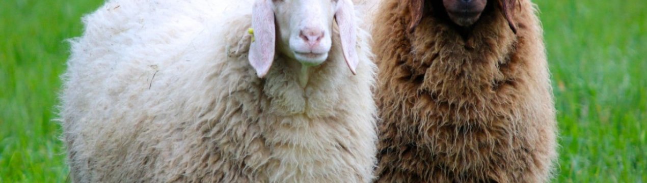 З 2022 року в Україні почне діяти електронна ідентифікація овець і кіз