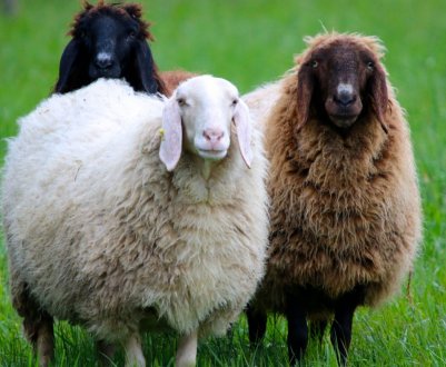 З 2022 року в Україні почне діяти електронна ідентифікація овець і кіз