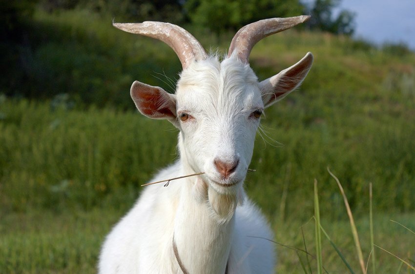 З 2022 року в Україні почне діяти електронна ідентифікація овець і кіз