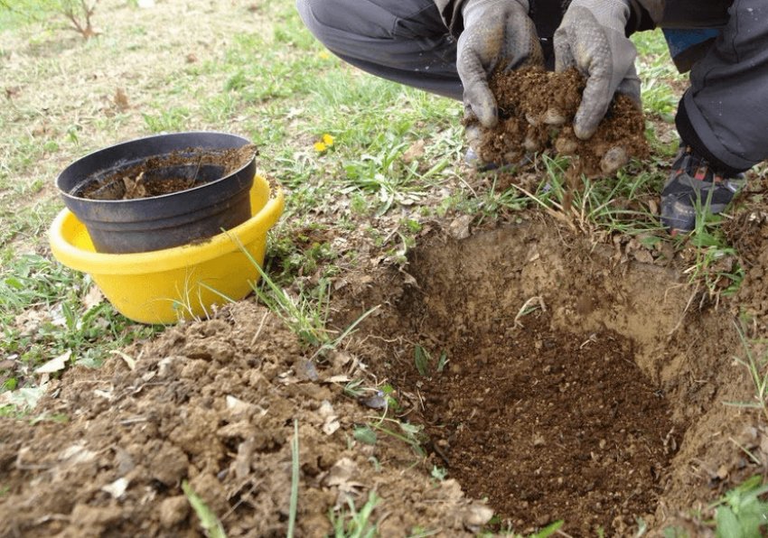 Підготовка посадкового місця