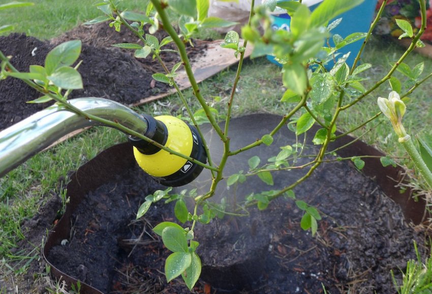 Полив лохини