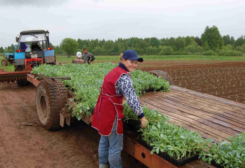 Серед голів сімейних фермерських господарств України лише 10 відсотків жінок
