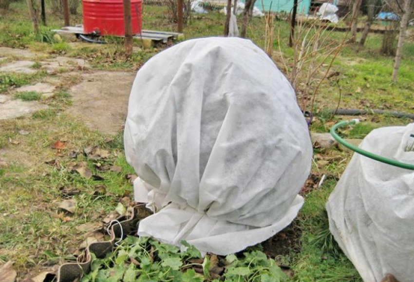 Укриття лохини на зиму