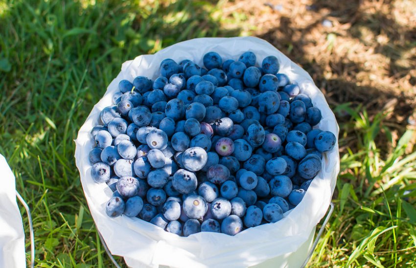 Збір ягід лохини