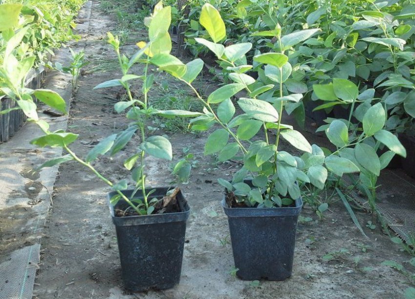 Саджанці малини