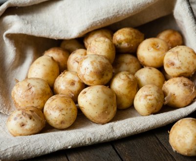 На картопляних плантаціях Підмосков'я стартувала збиральна пора