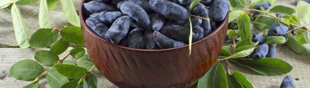 Волинські фермери вирощують жимолость в промислових масштабах