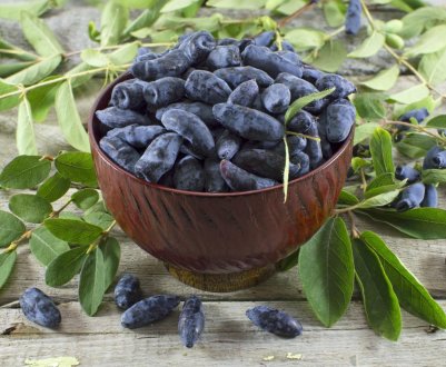 Волинські фермери вирощують жимолость в промислових масштабах