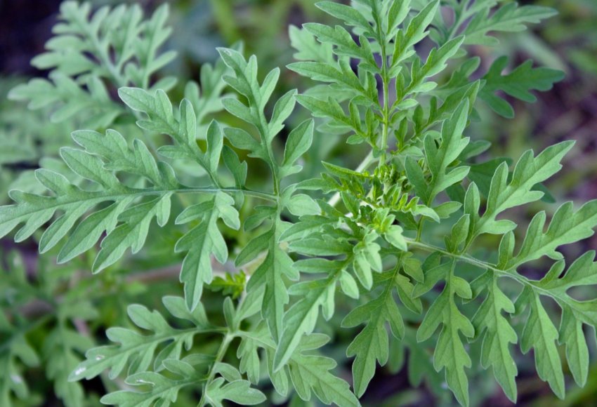 В Рівненській області введено карантин через поширення амброзії В Рівненській області введено карантин через поширення амброзії