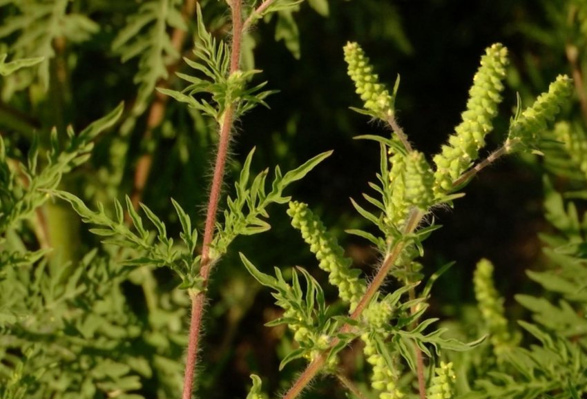 В Рівненській області введено карантин через поширення амброзії В Рівненській області введено карантин через поширення амброзії