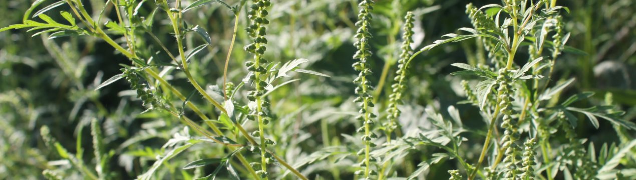 У Рівненській області введено карантин через поширення амброзії