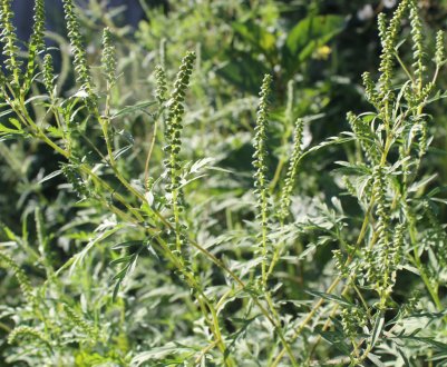 У Рівненській області введено карантин через поширення амброзії