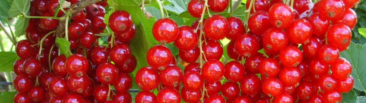 Рецепт маринованої червоної смородини на зиму