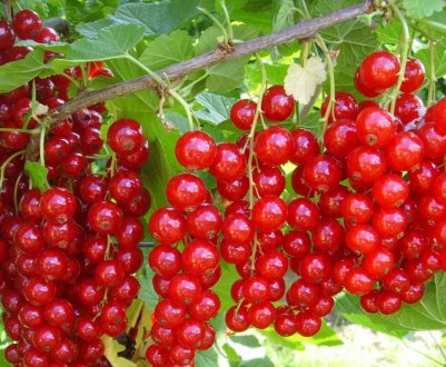 Рецепт маринованої червоної смородини на зиму