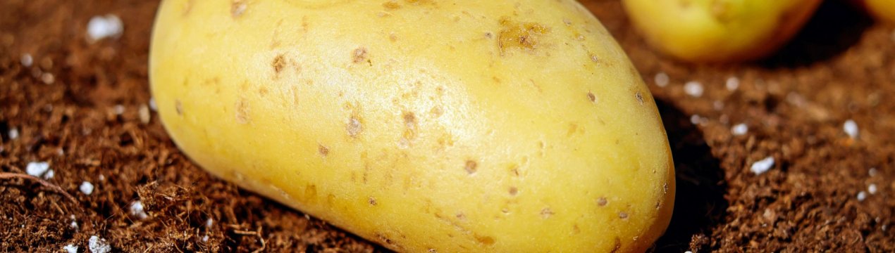 В городі астраханського аграрія виріс картопля-велетень