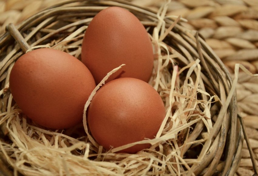 Яйця бурятських несучок з'являться на прилавках Монголії Яйця бурятських несучок з'являться на прилавках Монголії