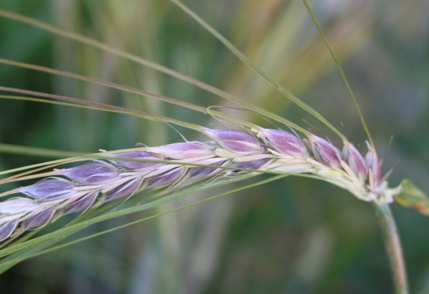 Сибіряки вивели м'яку пшеницю з твердим характером Сибіряки вивели м'яку пшеницю з твердим характером