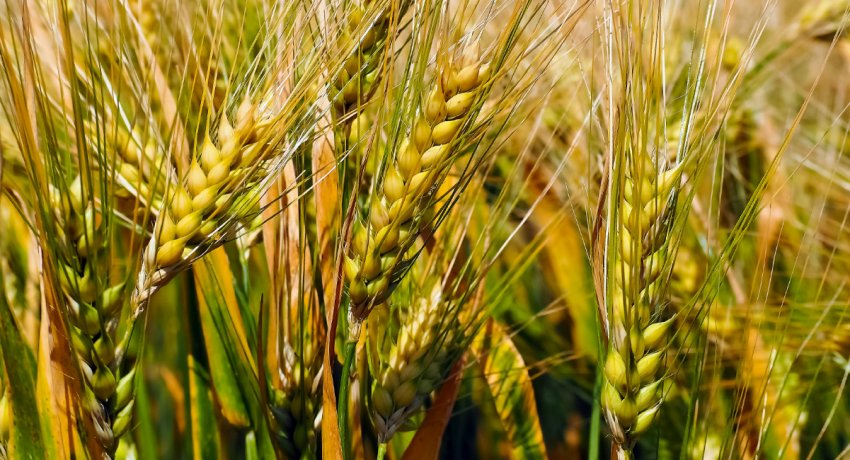 Сибіряки вивели м'яку пшеницю з твердим характером Сибіряки вивели м'яку пшеницю з твердим характером