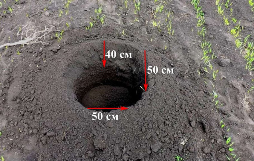 Смородина сорт тисель отзывы. 109158.pv5d2o.850. Смородина сорт тисель отзывы фото. Смородина сорт тисель отзывы-109158.pv5d2o.850. картинка Смородина сорт тисель отзывы. картинка 109158.pv5d2o.850. Дачный форум: о даче, о цветах, о вашем приусадебном участке
