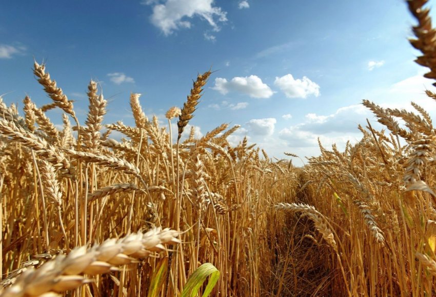 Посуха на алтайських просторах загрожує катастрофою Посуха на алтайських просторах загрожує катастрофою