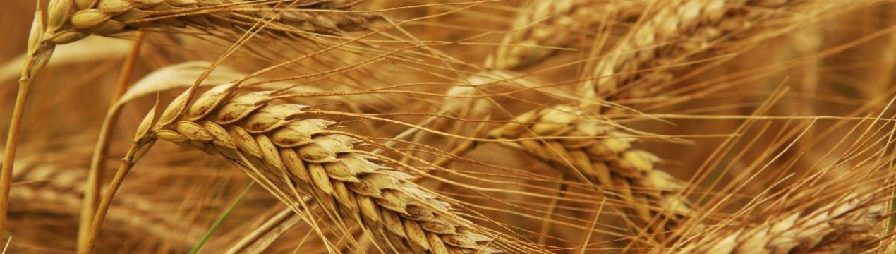 Посуха на алтайських просторах загрожує катастрофою