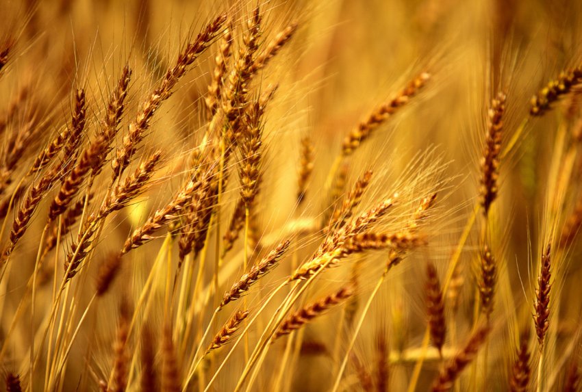 Зерно-2024: курс на одинадцять мільярдів