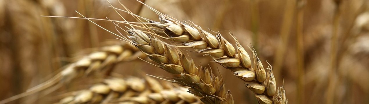 Зерно-2024: курс на одинадцять мільярдів