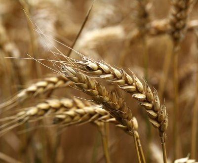 Зерно-2024: курс на одинадцять мільярдів