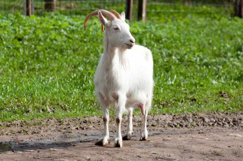 Удмуртські скотарі познайомилися з «Козячим гуру» Удмуртські скотарі познайомилися з «Козячим гуру»