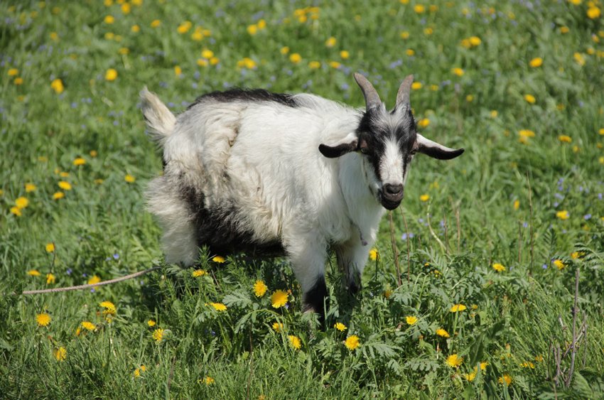 Удмуртські скотарі познайомилися з «Козячим гуру» Удмуртські скотарі познайомилися з «Козячим гуру»