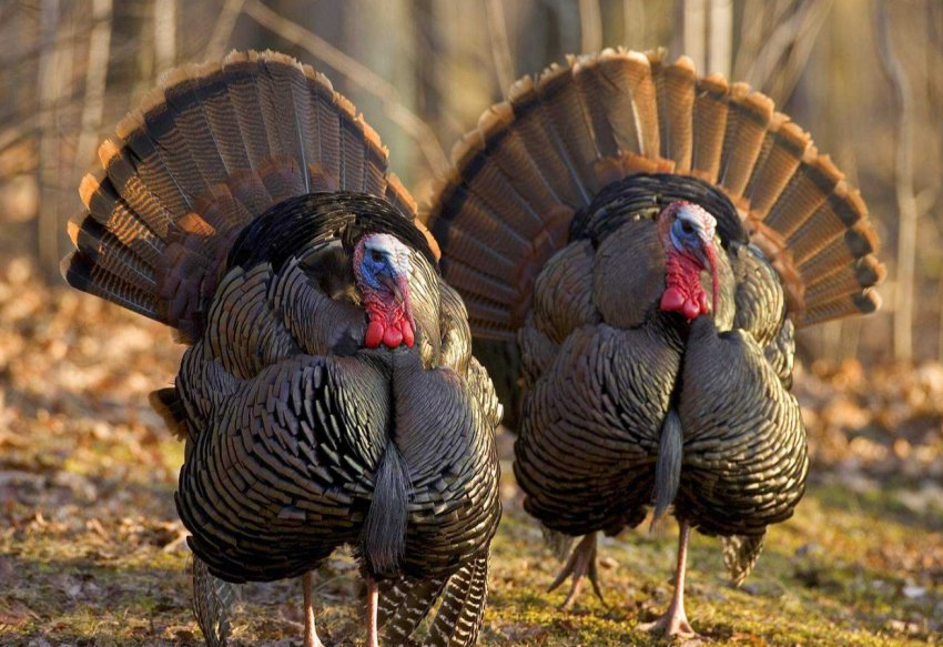 Під Пензою будують унікальну ферму для 15 тисяч індичок Під Пензою будують унікальну ферму для 15 тисяч індичок