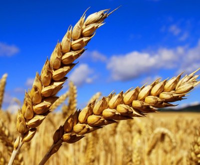 Азербайджан порадував зерновиків щедрими субсидіями