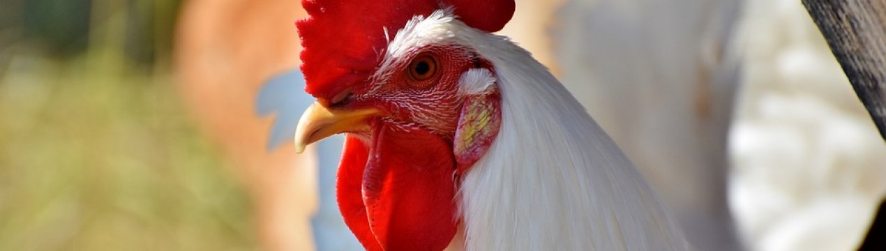 Фінляндія переходить зі свинини на птицю