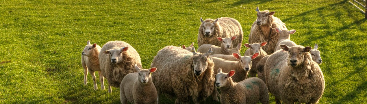 У Франції відбулися овечі «гастролі» по газонах країни