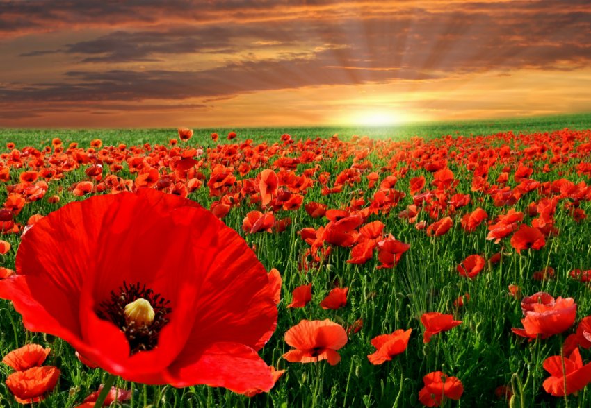 Поліція заарештувала незаконний урожай полтавського аграрія Поліція заарештувала незаконний урожай полтавського аграрія