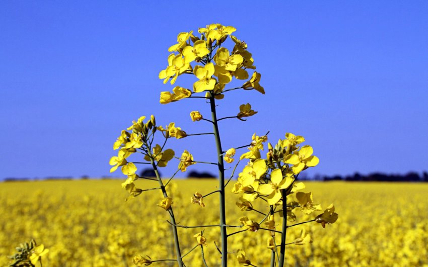 Австралія розширює площу вирощування озимих культур Австралія розширює площу вирощування озимих культур