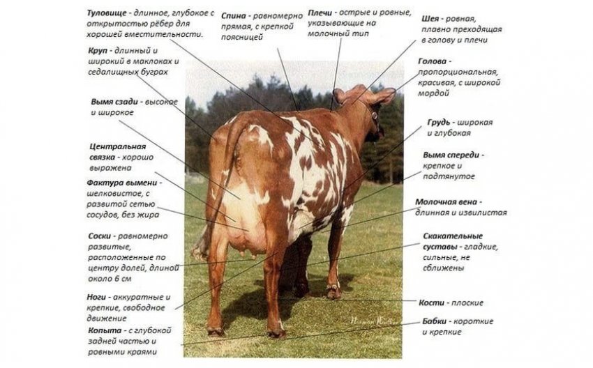 Корова Корова