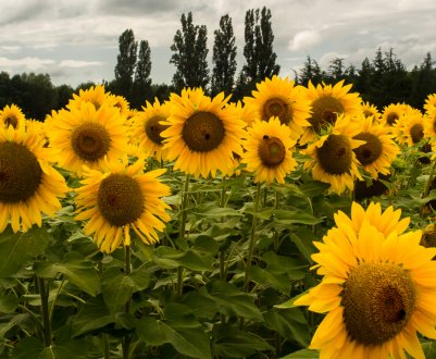 На Півночі України у другій декаді липня склалися несприятливі умови для розвитку пізніх с/г культур