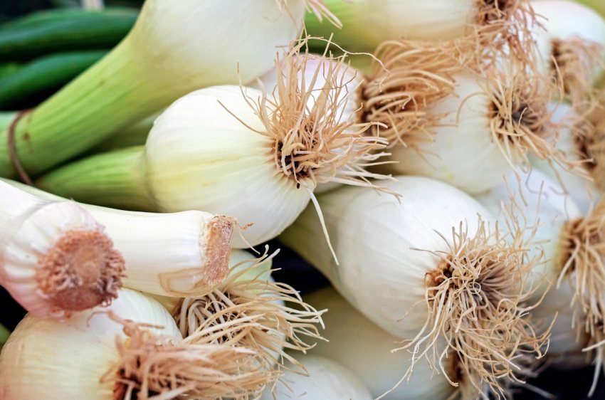 Ціни на цибулю в Україні будуть знижуватися і надалі Ціни на цибулю в Україні будуть знижуватися і надалі