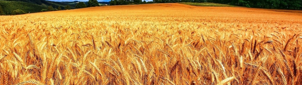 У Житомирській області на полі згорів комбайн