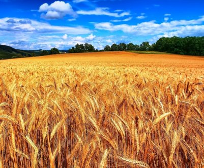 У Житомирській області на полі згорів комбайн