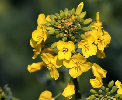 Харківські фермери зіткнулися з проблемами при збуті озимого ріпаку
