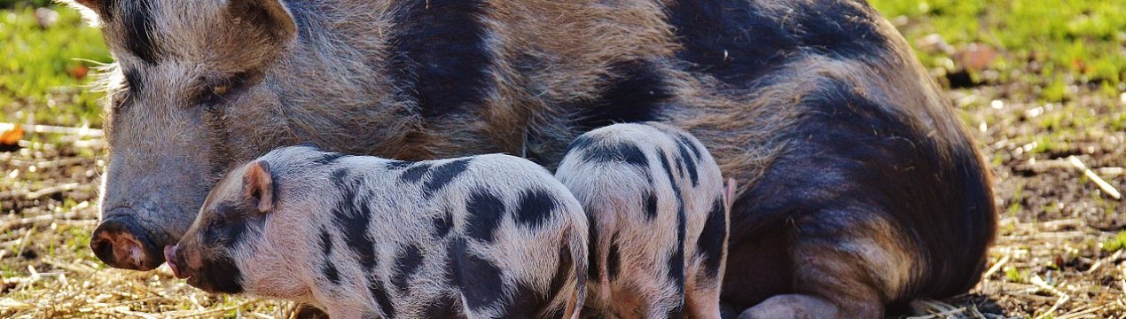 У Росії зростає виробництва комбікорму для поросят