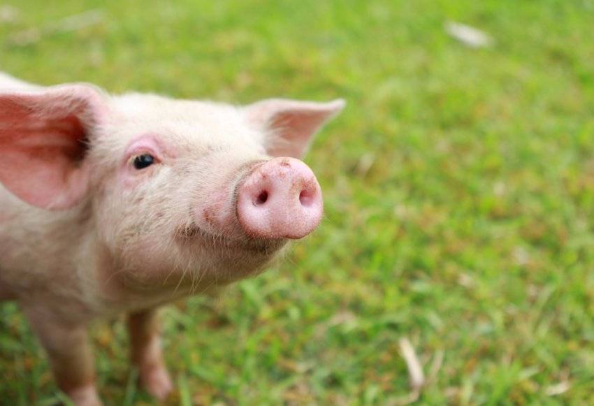 В Росії зростає виробництва комбікорму для поросят