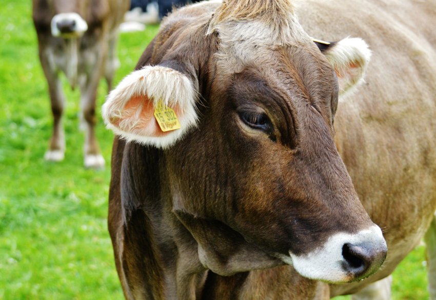 Зливи гальмують заготівлю кормів в Хакасії Зливи гальмують заготівлю кормів в Хакасії