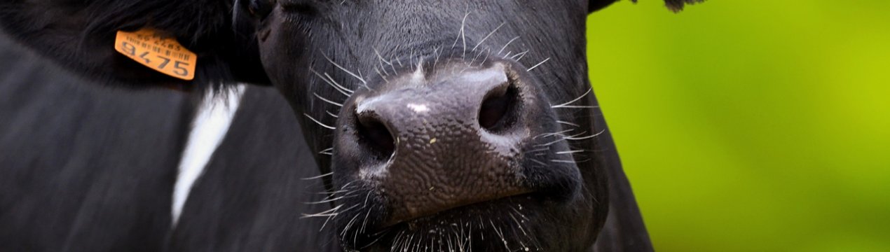 Зливи гальмують заготівлю кормів в Хакасії